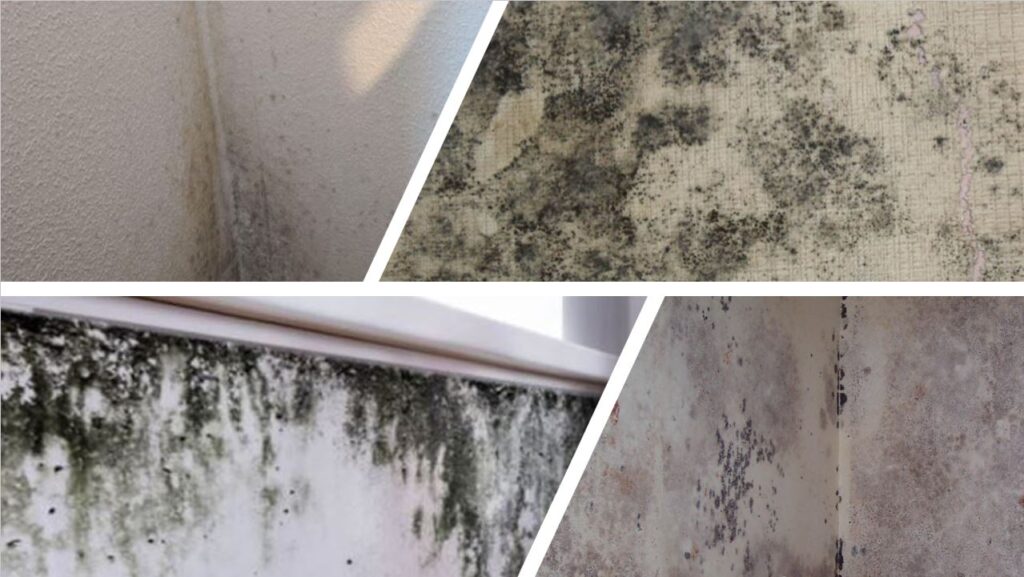 mold or mould